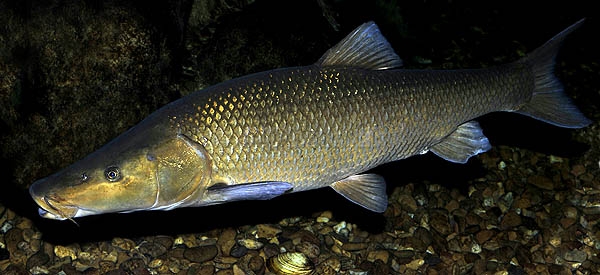 Especies pescadas en las Lagunas de Ruidera barbo comizo