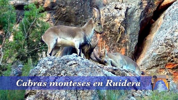 Cabras monteses en las Lagunas de Ruidera
